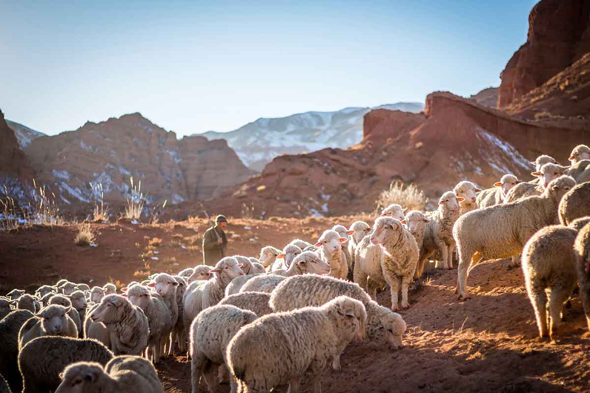 O que é ser um Bom Pastor e por que é celebrado pela igreja católica apostólica romana