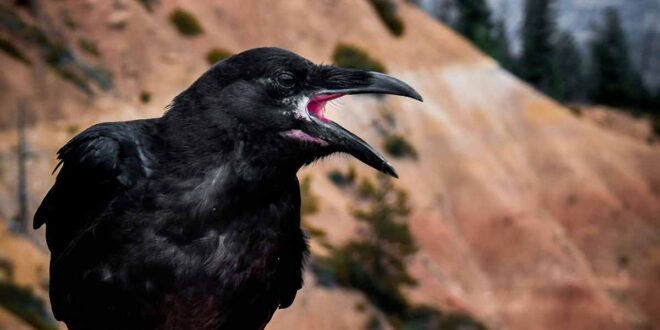 Corvo na Medalha de São Bento, veja história e qual significado para os fiéis católicos e os devotos de São Bento