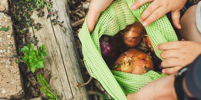 Por que o desperdício de alimentos é um pecado aos olhos da Igreja Católica: Uma reflexão necessária