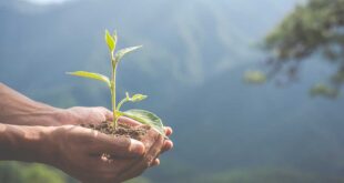 Saiba o que é ecologia integral e por que a CNBB escolheu esse tema para Campanha da Fraternidade 2025.