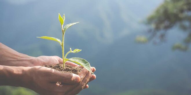 Saiba o que é ecologia integral e por que a CNBB escolheu esse tema para Campanha da Fraternidade 2025.