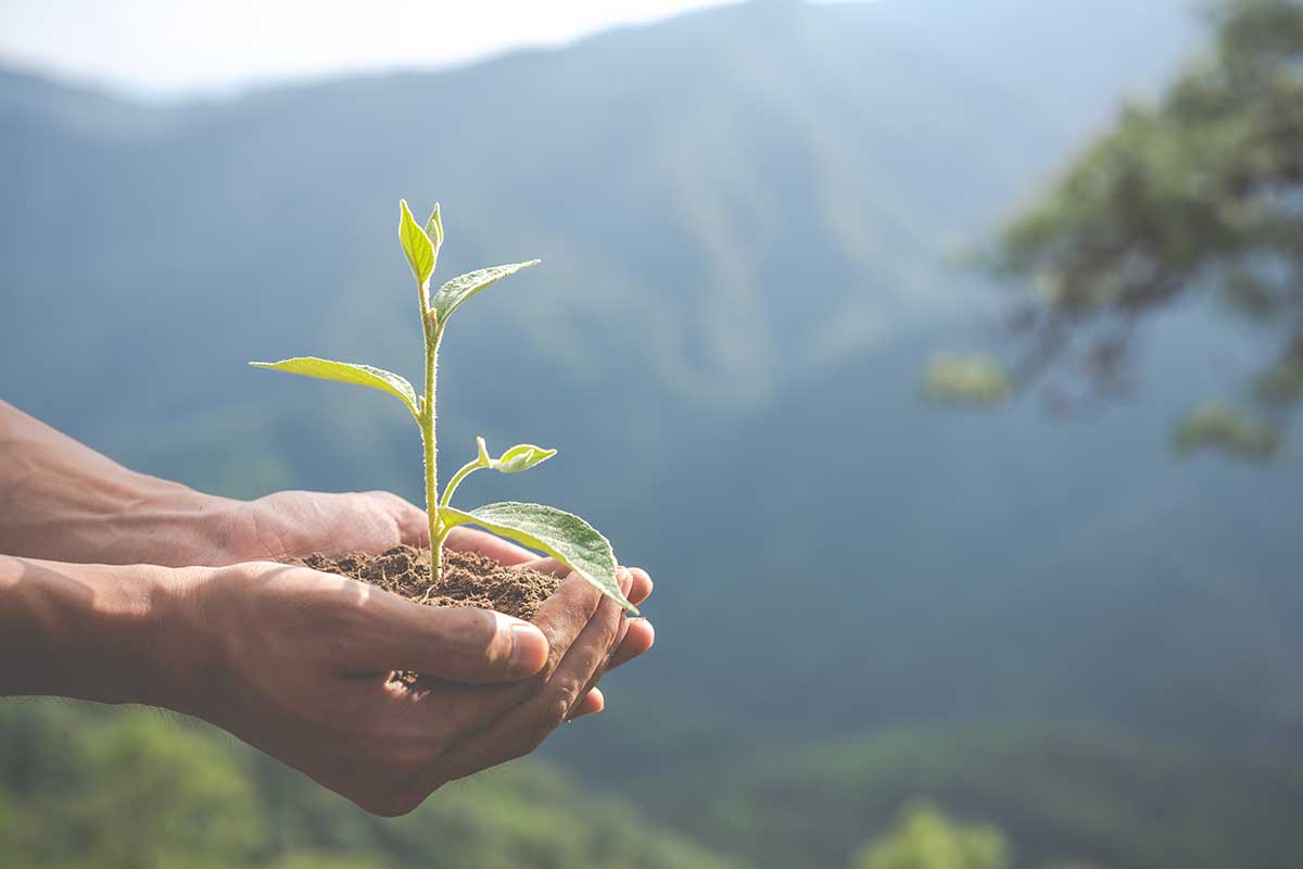 Saiba o que é ecologia integral e por que a CNBB escolheu esse tema para Campanha da Fraternidade 2025.