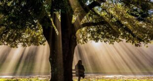 A Igreja ensina que o milagre exige cooperação. Deus age, mas o católico precisa mover-se na fé. Entenda como a graça atua na ação humana.