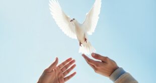 Conheça a oração pela paz católica, seu significado, como rezar e por que a Igreja convida os fiéis a pedir paz no mundo.